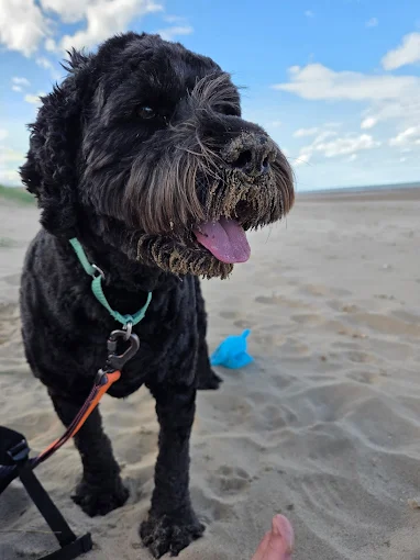 Dogs at Anderby Creek