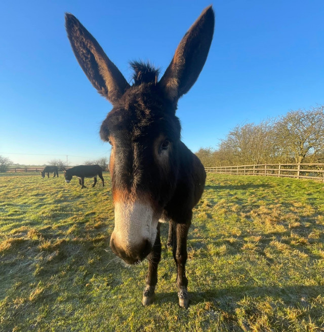 Radcliffe Donkey Sanctuary